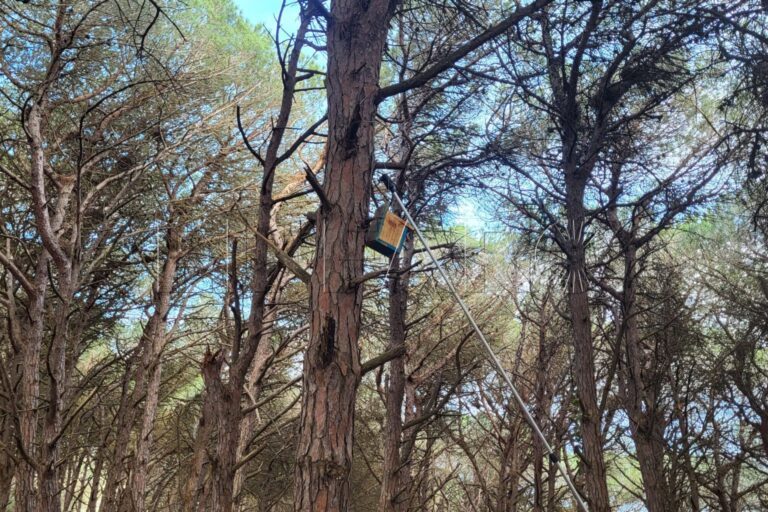 Colocando una caja nido en pino