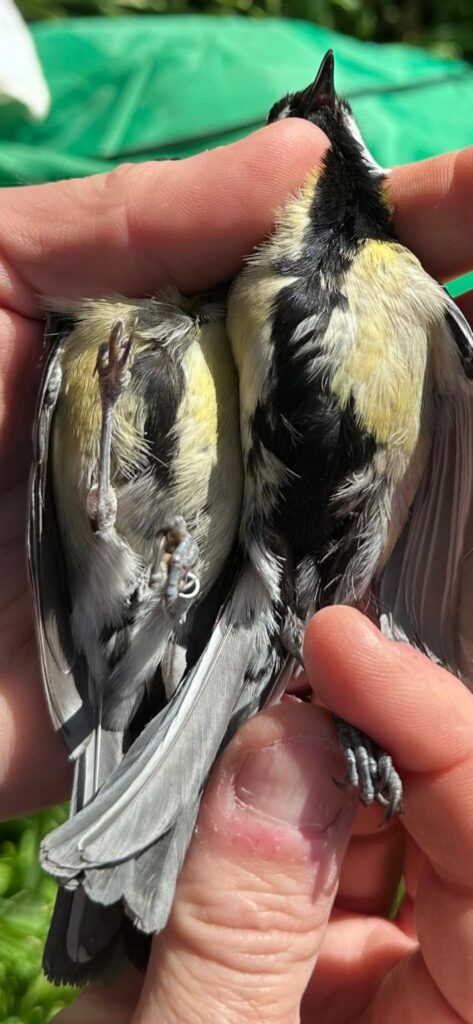 Comparativa de Carboneros comunes macho y hembra