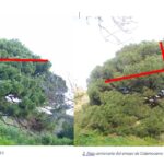 Comparativa pino piñonero bicentenario