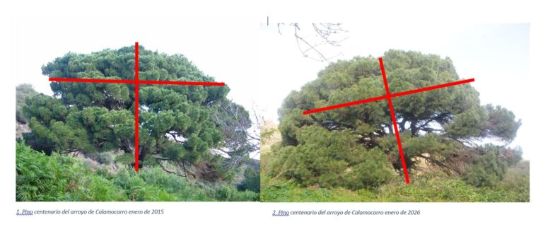 Comparativa pino piñonero bicentenario
