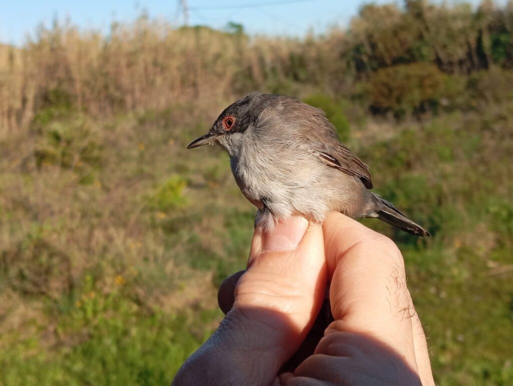 Curruca cabecinegra hembra