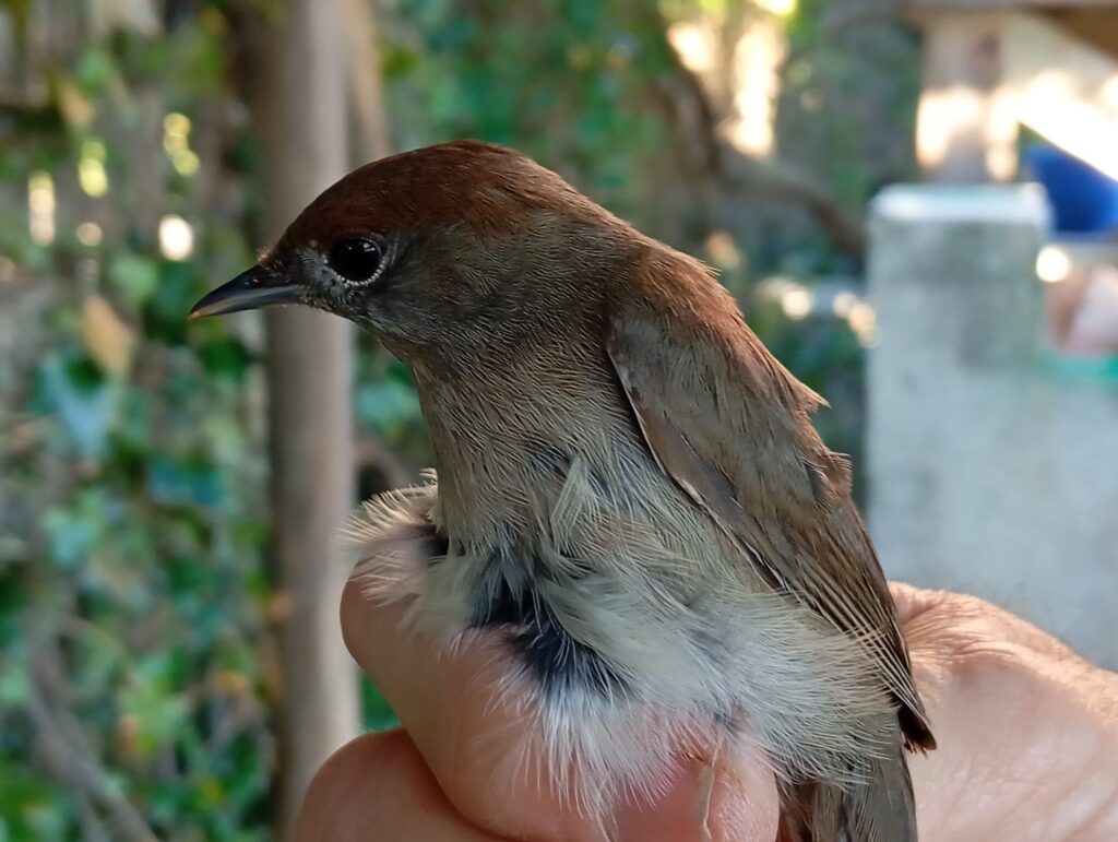 Curruca capirotada hembra