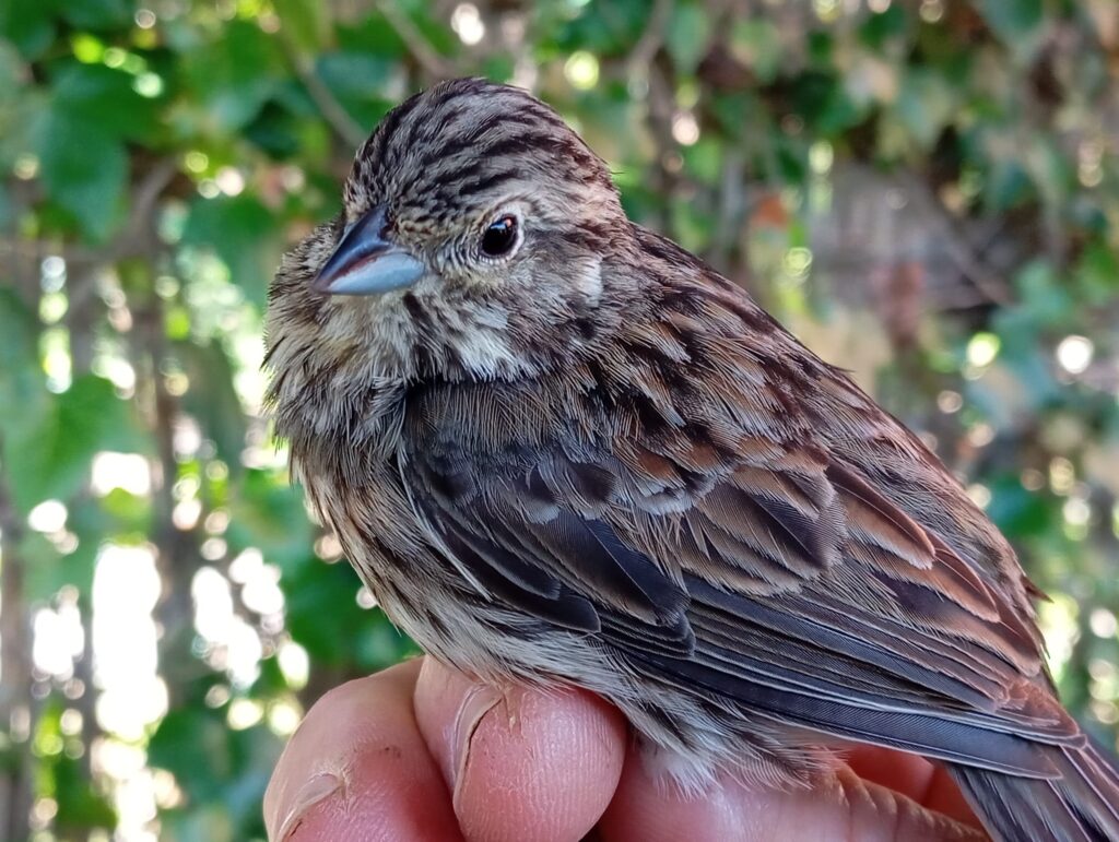 Escribano soteño hembra