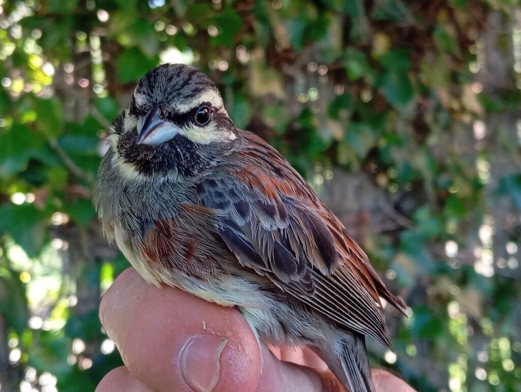 Escribano soteño macho