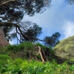 Vista del pino afectado