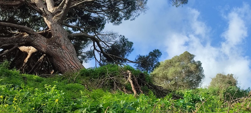 Vista del pino afectado