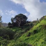 Imagen del pino afectado