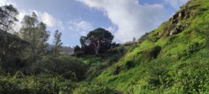 Imagen del pino afectado