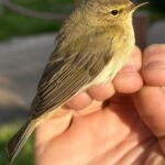 Mosquitero ibérico