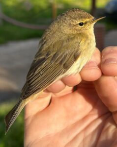 Mosquitero ibérico