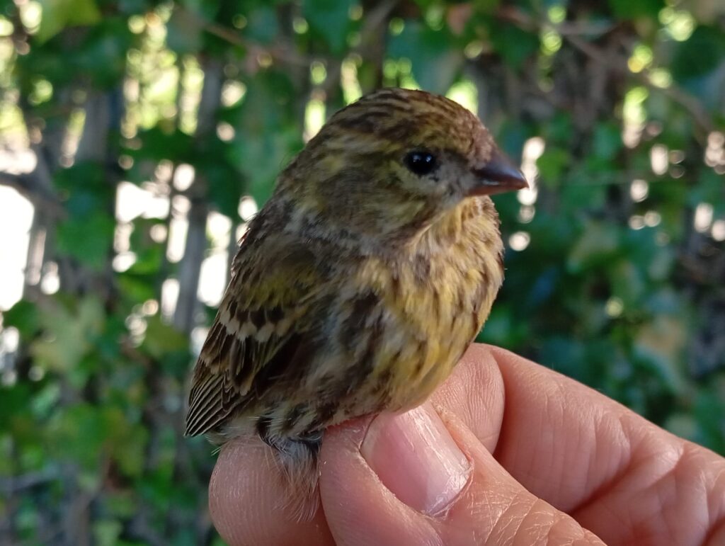 Serín verdecillo hembra