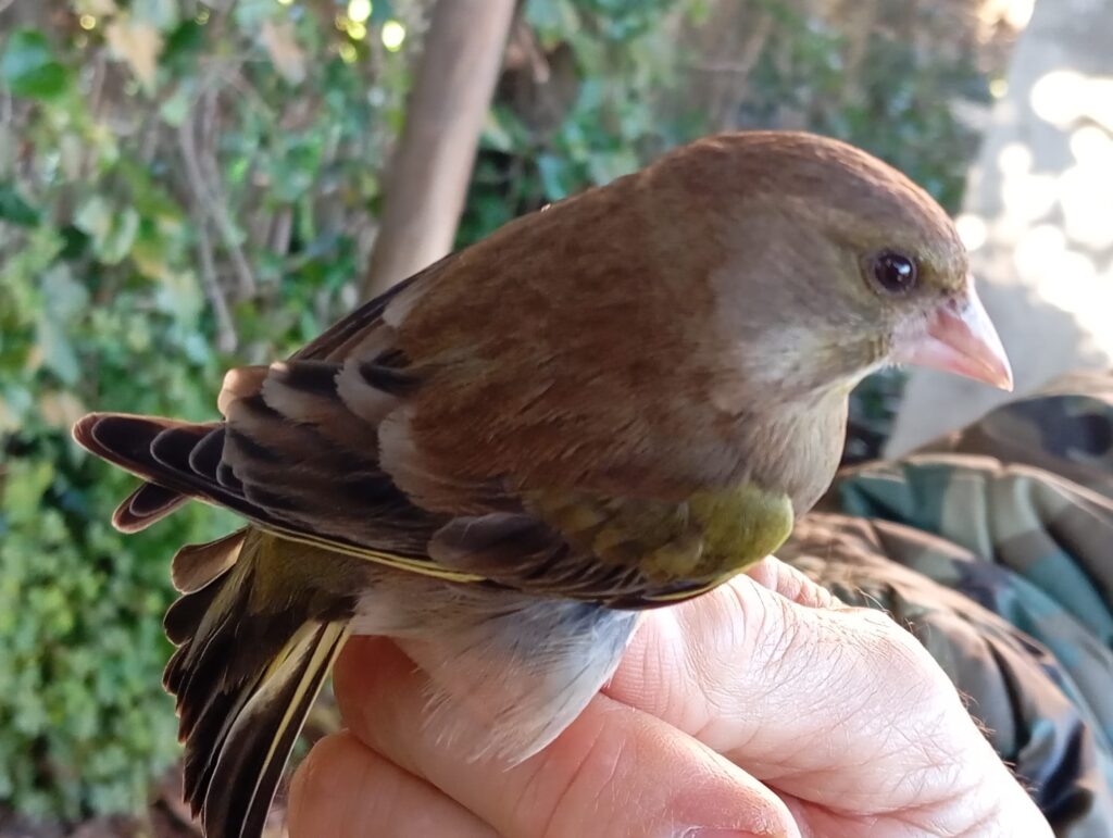 Verderón común hembra