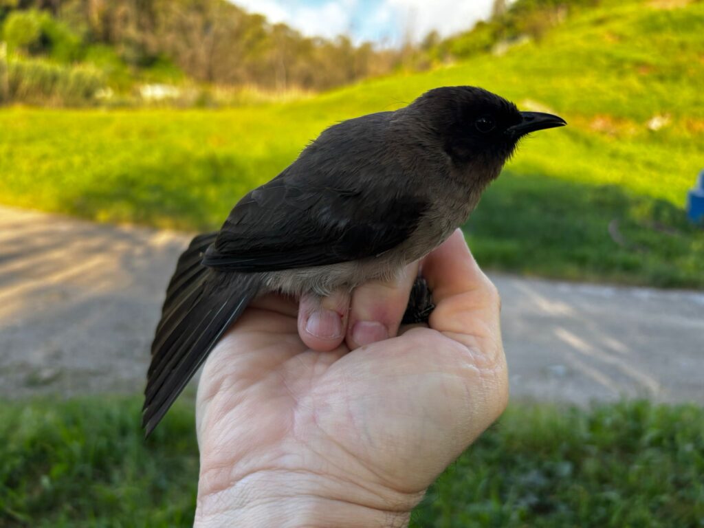 Bulbul naranjero