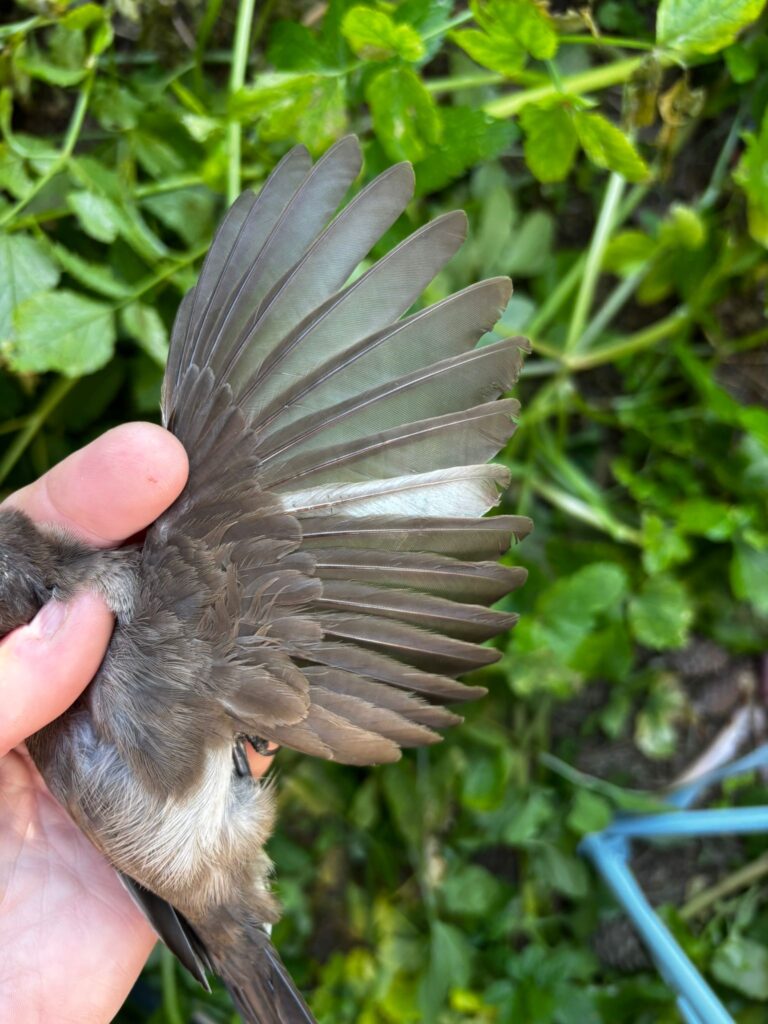 Detalle del ala del Bulbul que muestra una de las plumas con leucismo
