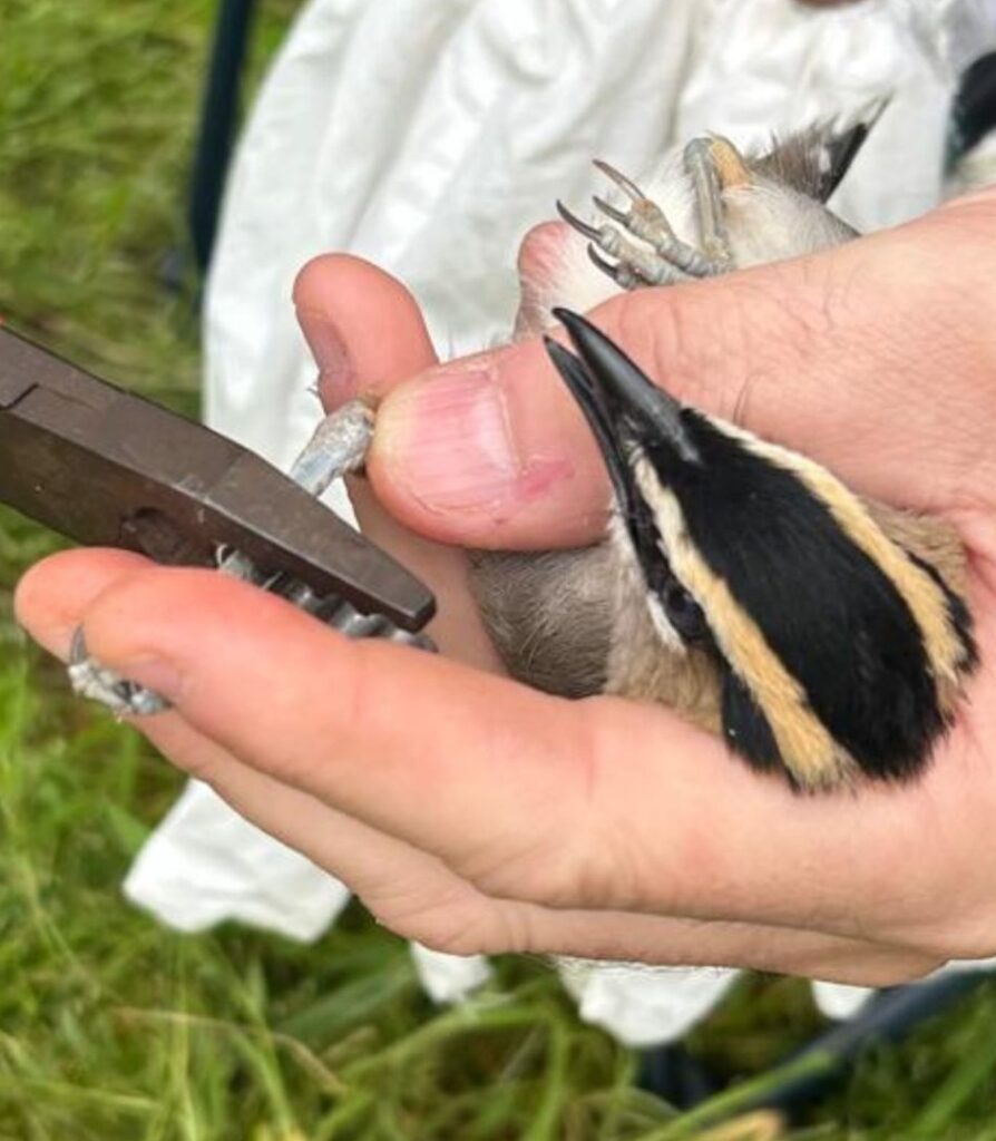 Anillando el Chagra del Senegal