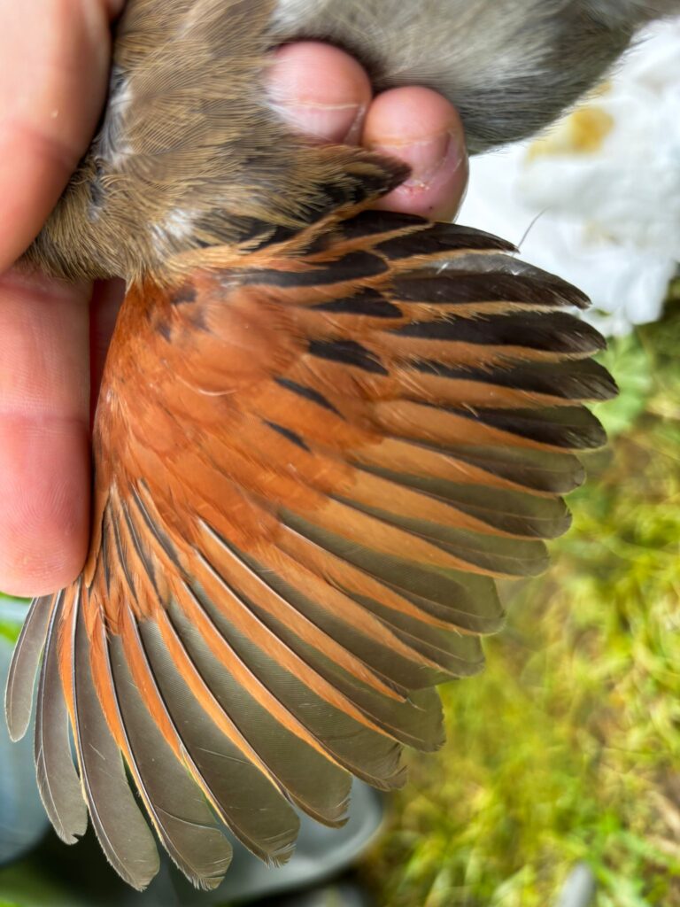 Imagen del ala del Chagra del Senegal