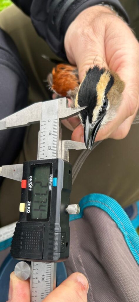 Midiendo la longitud pico-cráneo