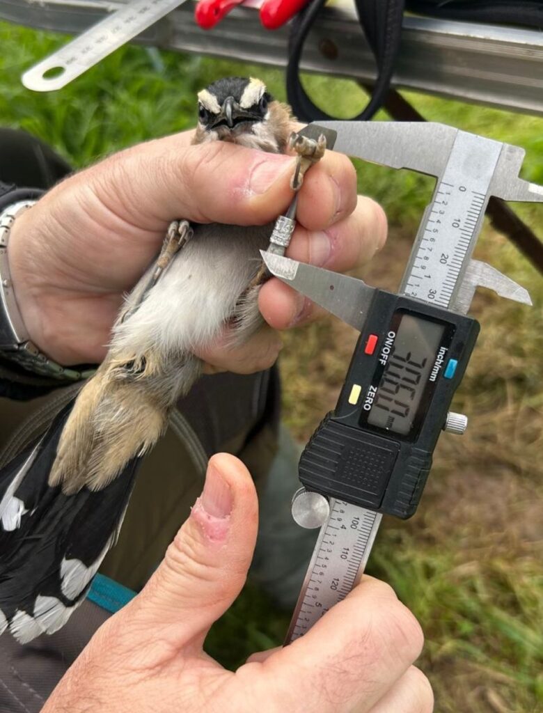 Midiendo la longitud del tarso