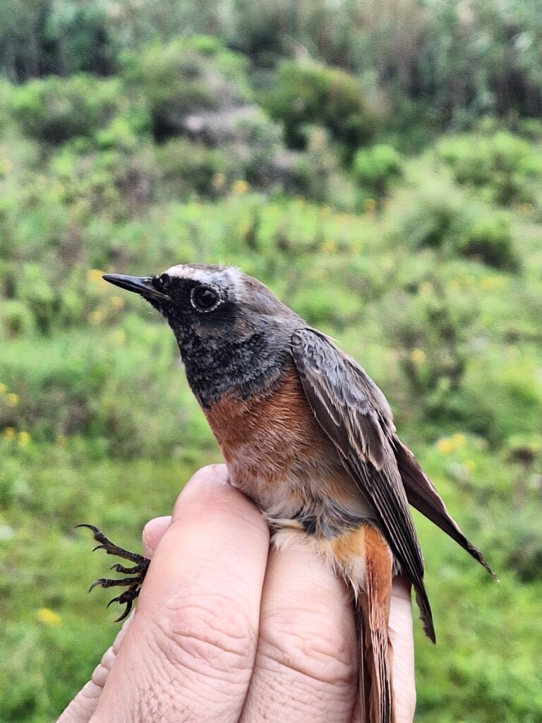 Colirrojo real macho