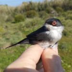 Curruca cabecinegra macho