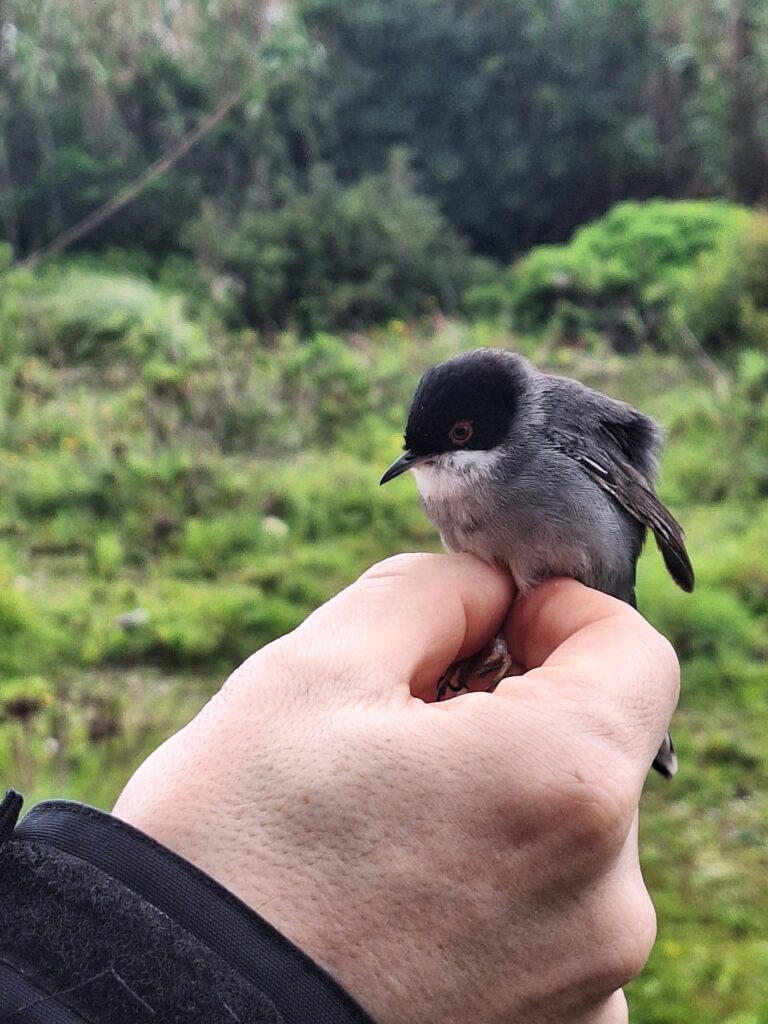 Curruca cabecinegra macho
