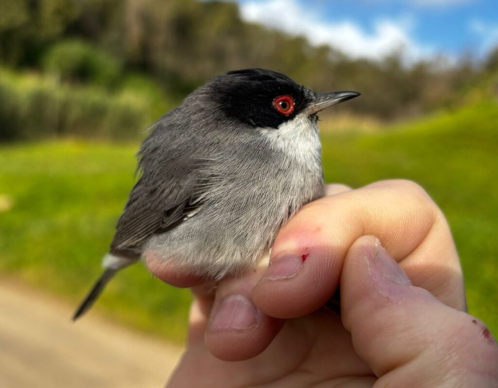 Curruca cabecinegra macho