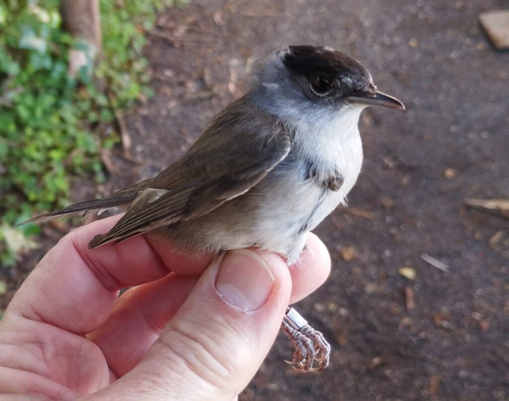 Curruca capirotada macho