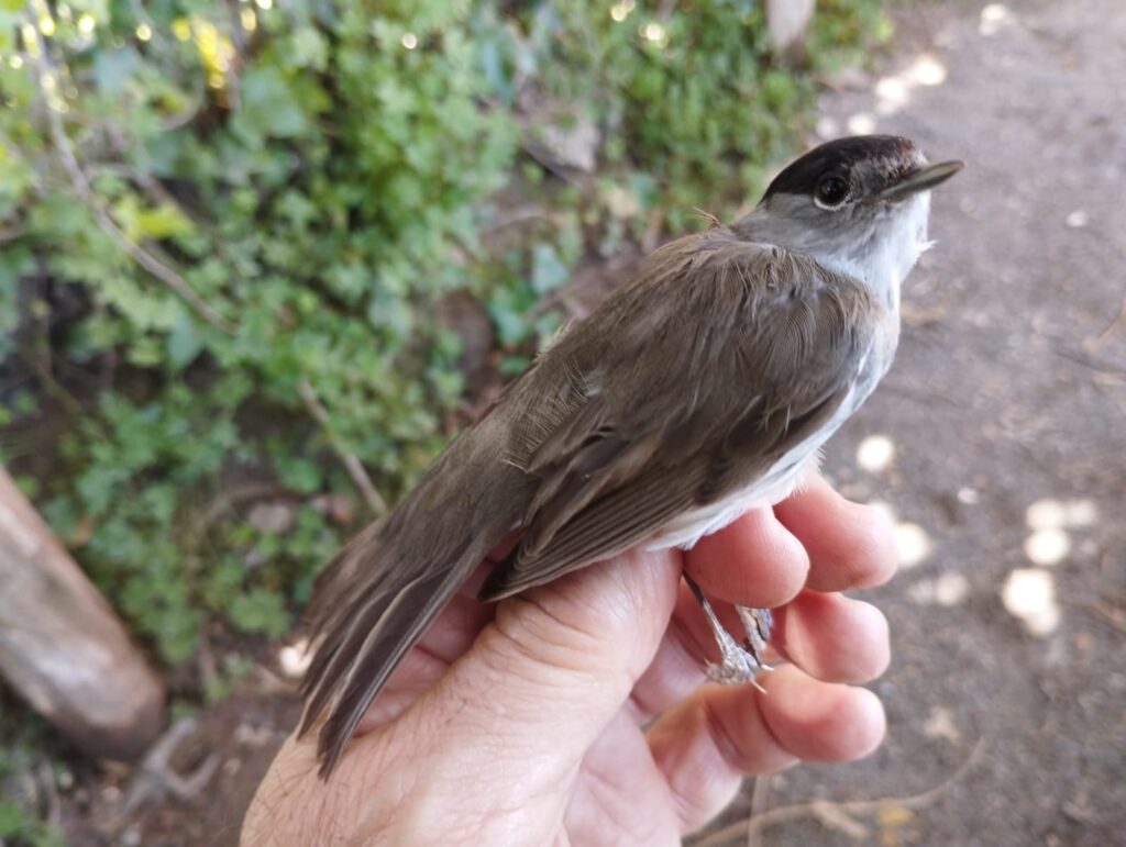 Curruca capirotada macho