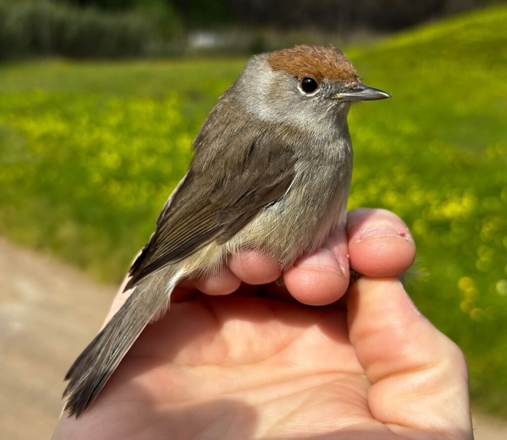 Curruca capirotada hembra