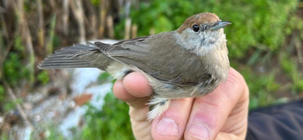 Curruca capirotada hembra
