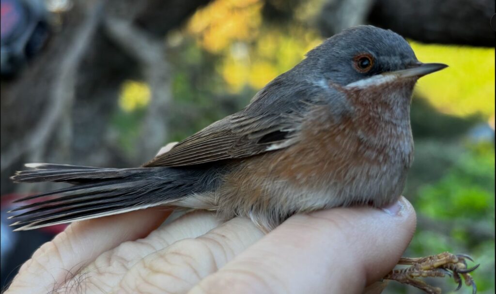 Curruca carrasqueña macho