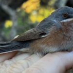 Curruca carrasqueña macho