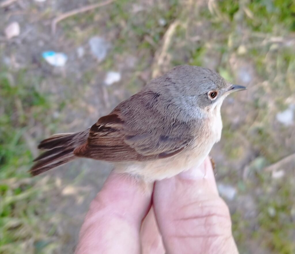 Curruca carrasqueña