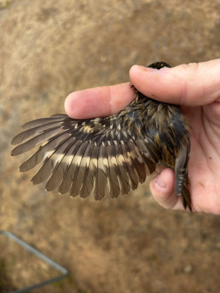 Detalle del ala del Agateador