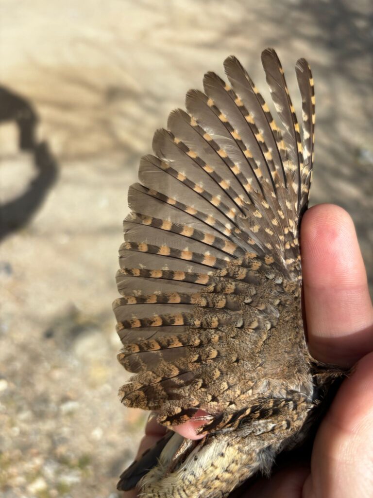 Detalle del ala del Torcecuello