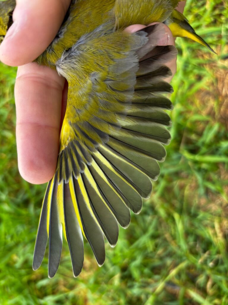 Detalle del ala del Verderón común