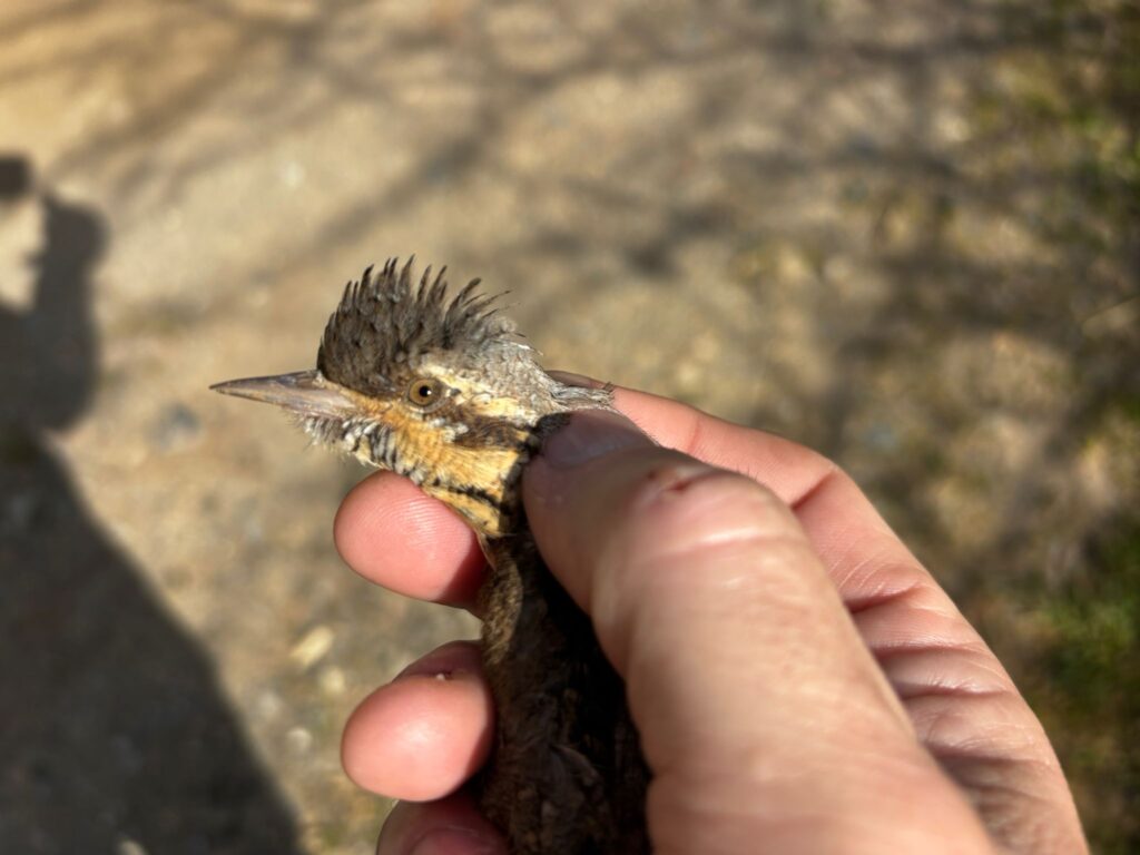 Detalle de la cabeza del Torcecuello