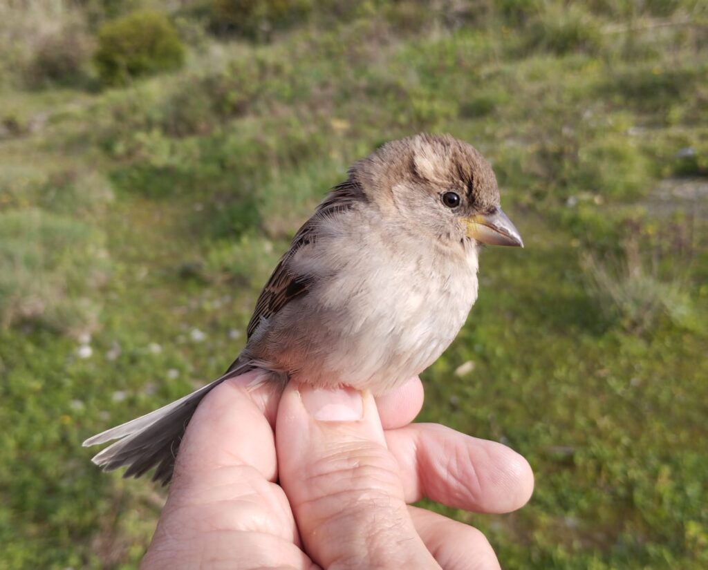 Gorrión común hembra