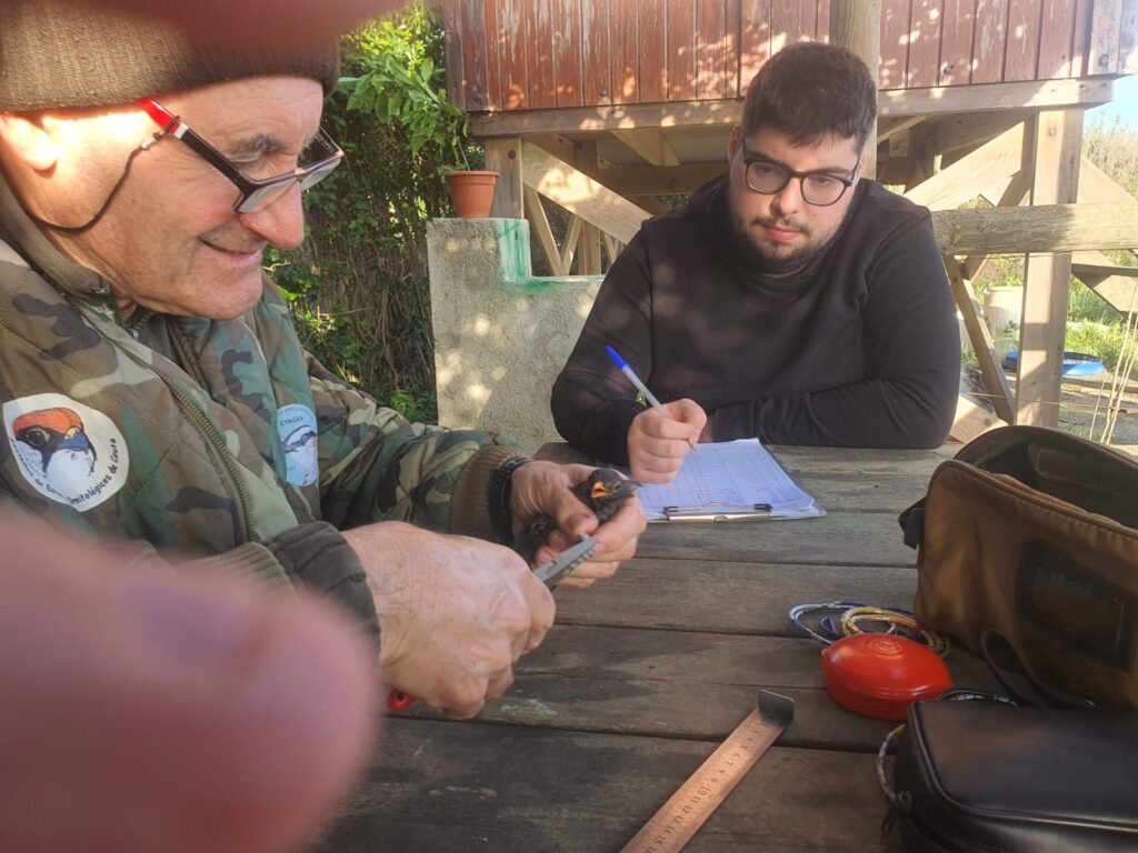 José Navarrete anillando