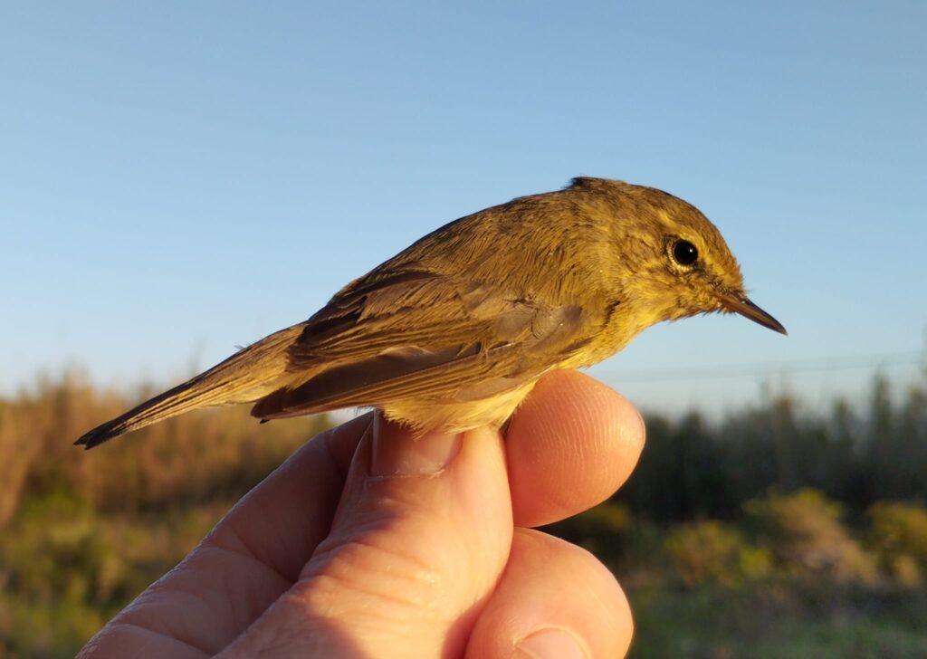Mosquitero común
