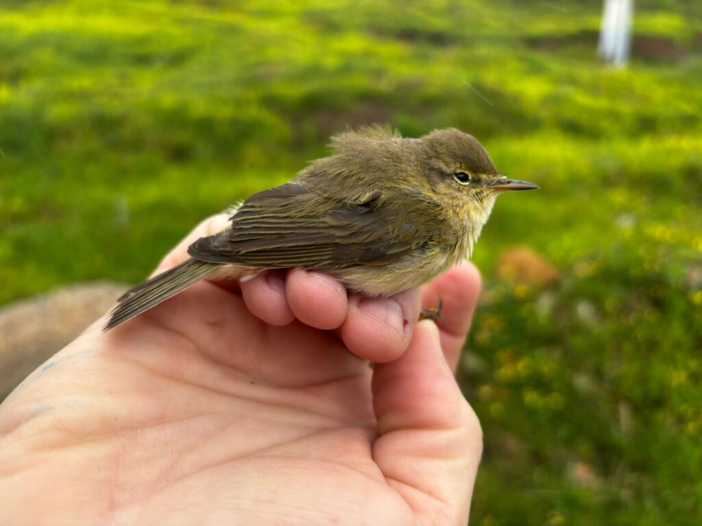 Mosquitero común