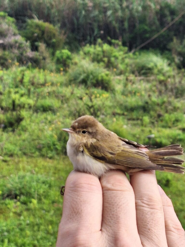 Mosquitero ibérico