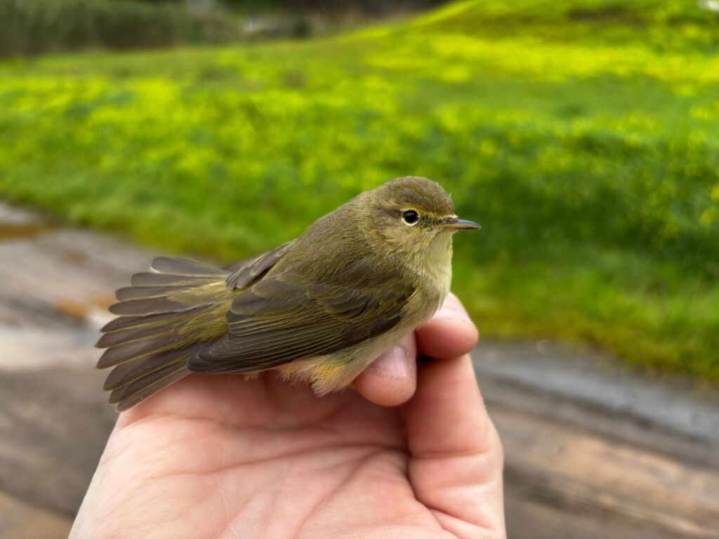 Mosquitero ibérico
