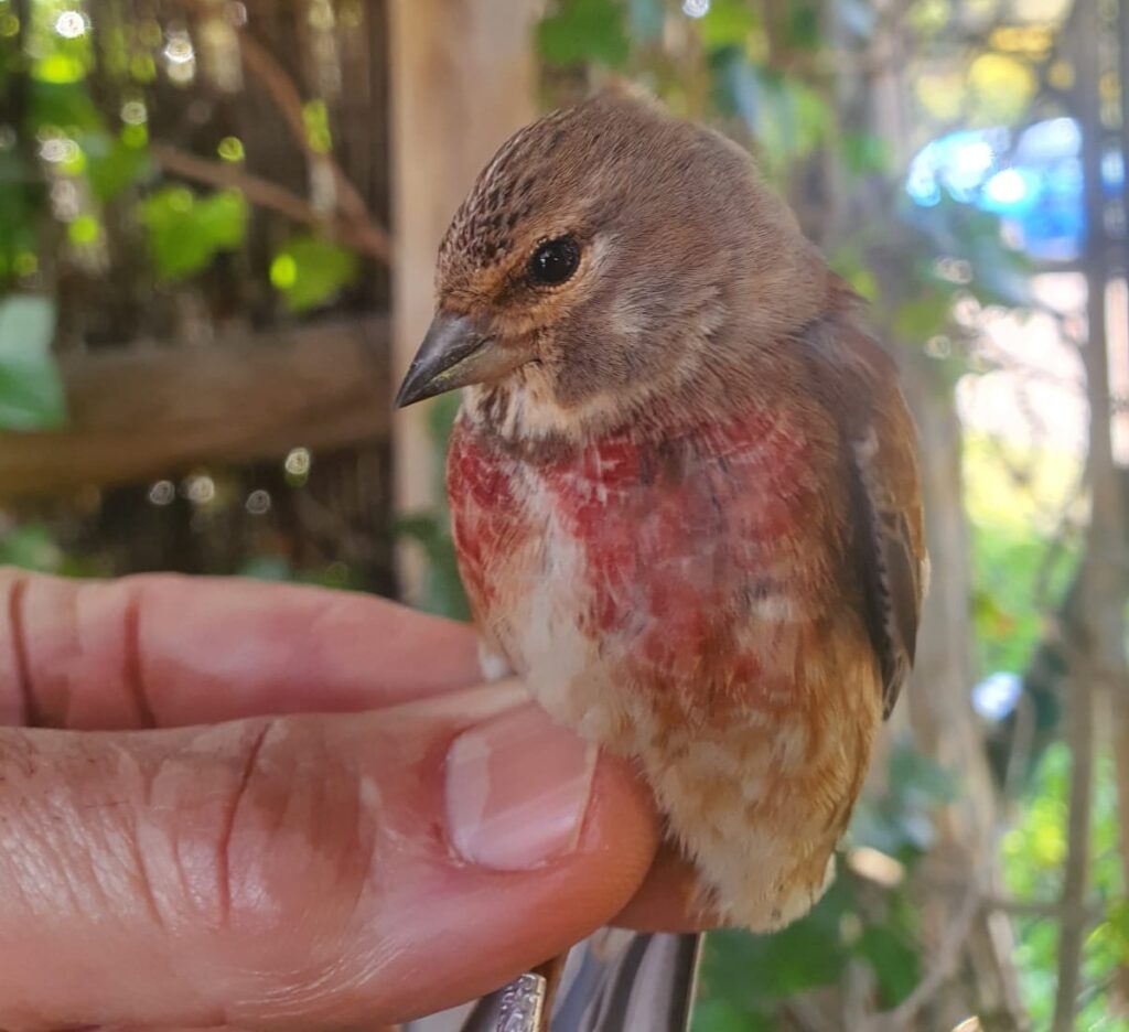 Pardillo común macho