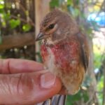 Pardillo común macho