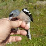 Pinzón magrebí macho