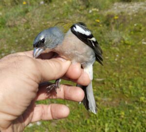 Pinzón magrebí macho