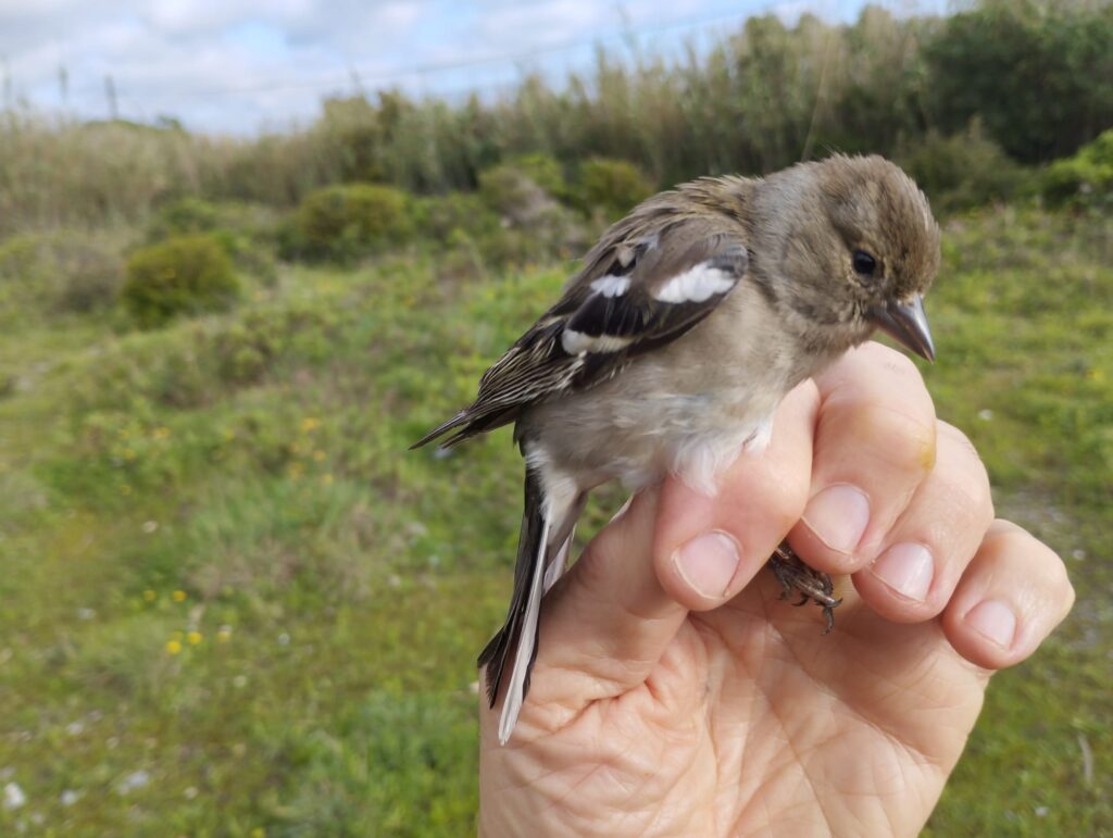 Pinzón magrebí hembra