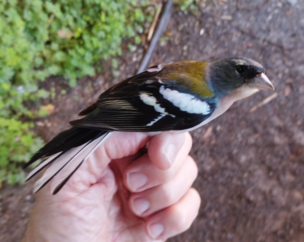 Pinzón magrebí macho