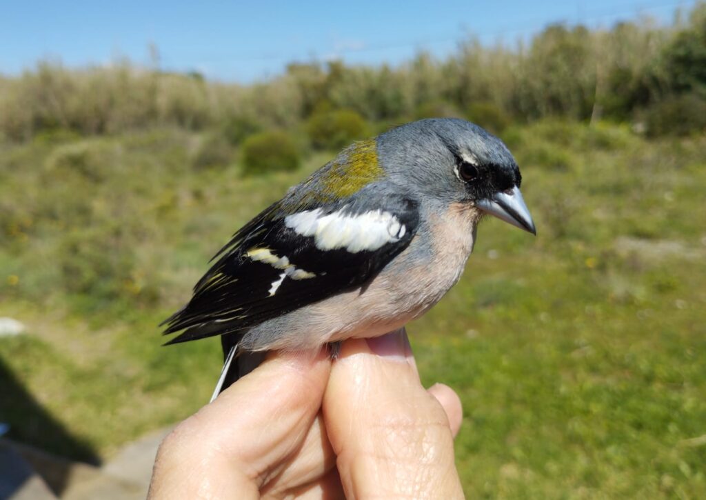 Pinzón magrebí macho